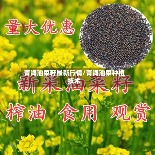 青海油菜籽最新行情/青海油菜种植技术