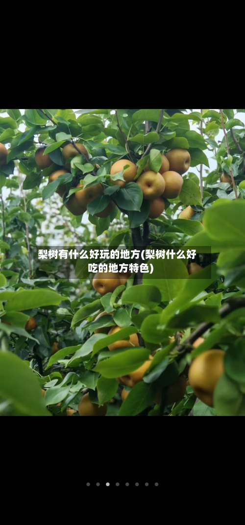 梨树有什么好玩的地方(梨树什么好吃的地方特色)