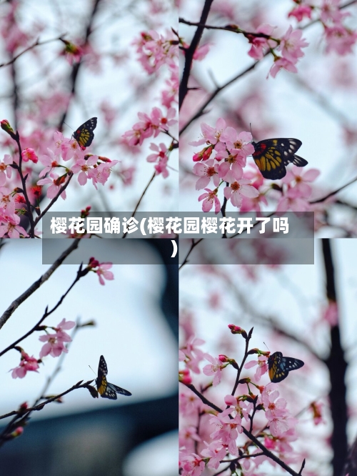 樱花园确诊(樱花园樱花开了吗)-第2张图片
