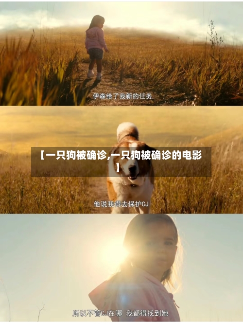 【一只狗被确诊,一只狗被确诊的电影】-第3张图片