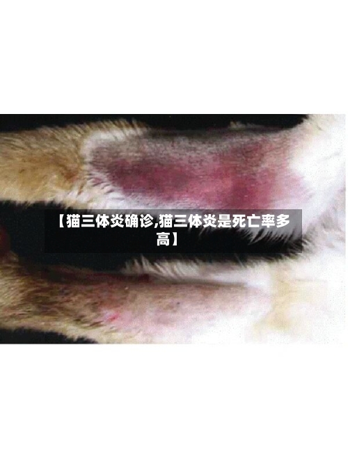 【猫三体炎确诊,猫三体炎是死亡率多高】