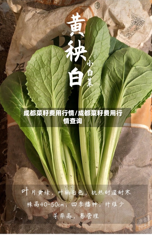 成都菜籽费用行情/成都菜籽费用行情查询
