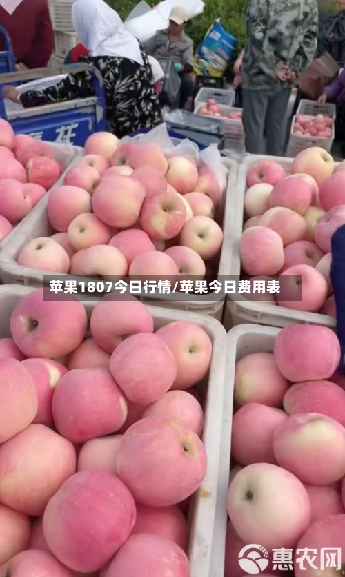 苹果1807今日行情/苹果今日费用表